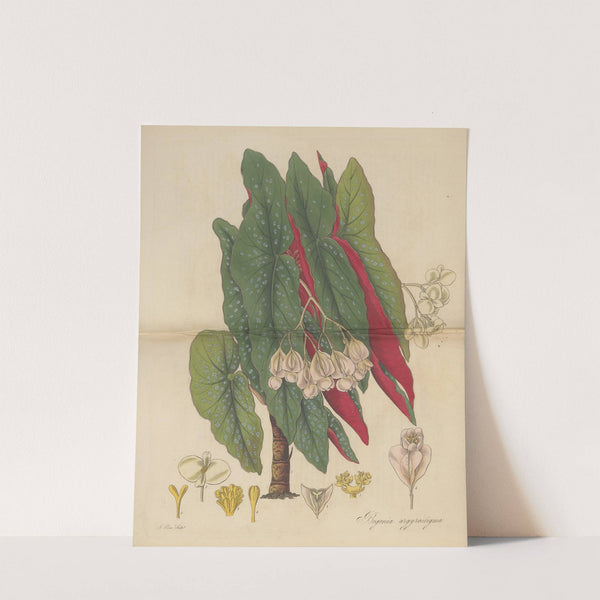 Begonia argyrostigma by William Jackson Hooker