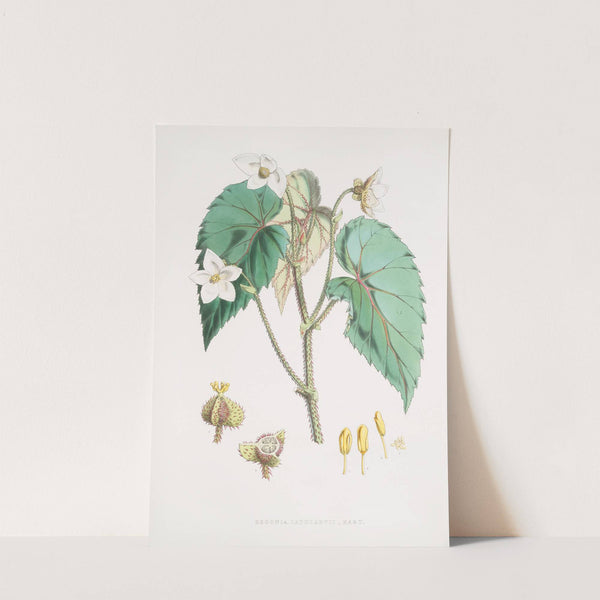 Begonia Cathcartii, H. f. et T. (1855) by Walter Hood Fitch