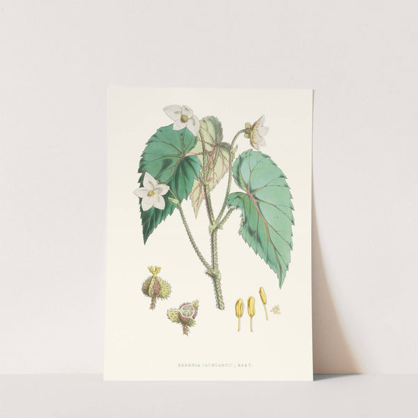 Begonia Cathcartii, H. f. et T. (1855) by Walter Hood Fitch