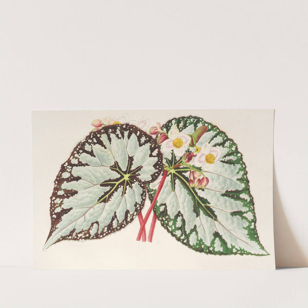 Begonia Charles Wagner by Charles Antoine Lemaire