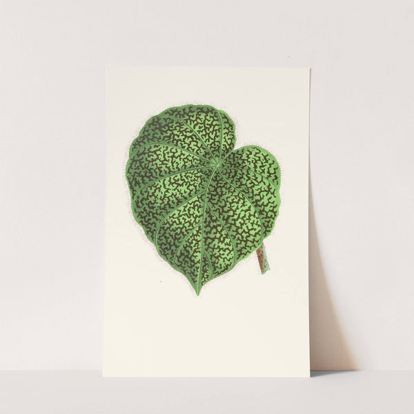 Begonia Daedalea by Edward Joseph Lowe