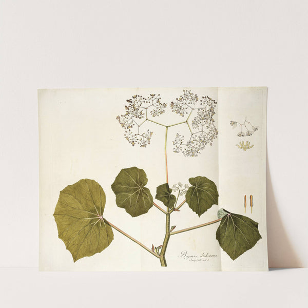 Begonia dichotoma by Nikolaus Joseph Freiherr von Jacquin