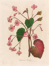 Begonia discolor (1818-1824)