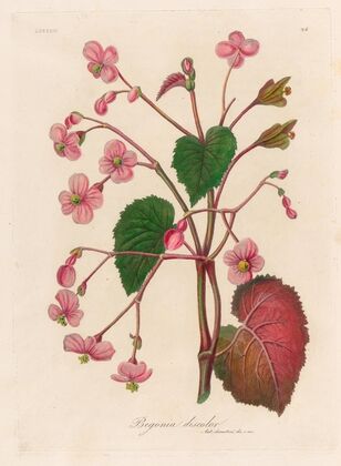 Begonia discolor (1818-1824)