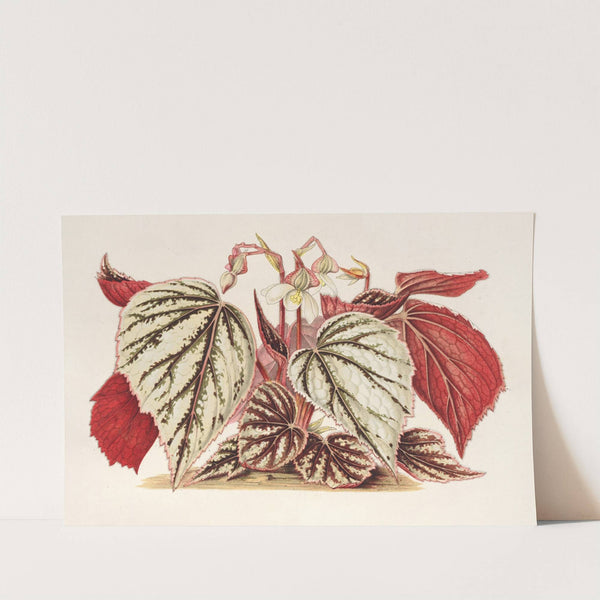 Begonia eximia by Charles Antoine Lemaire