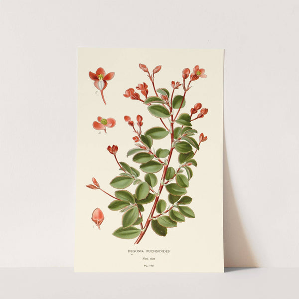 Begonia Fuchsioides (1896-1897) by Edward Step
