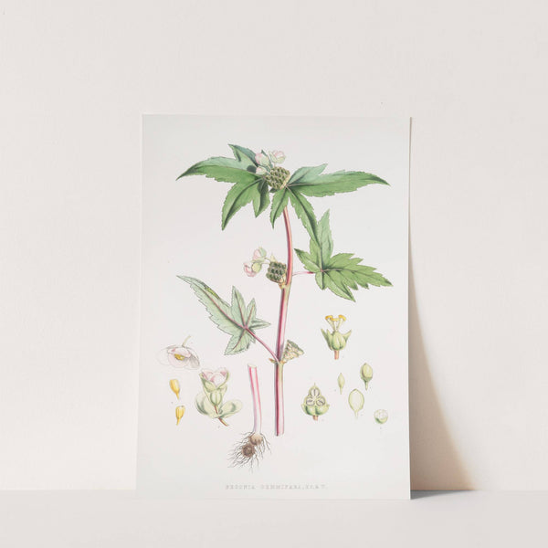 Begonia Gemmipara, H.f. et T. (1855) by Walter Hood Fitch