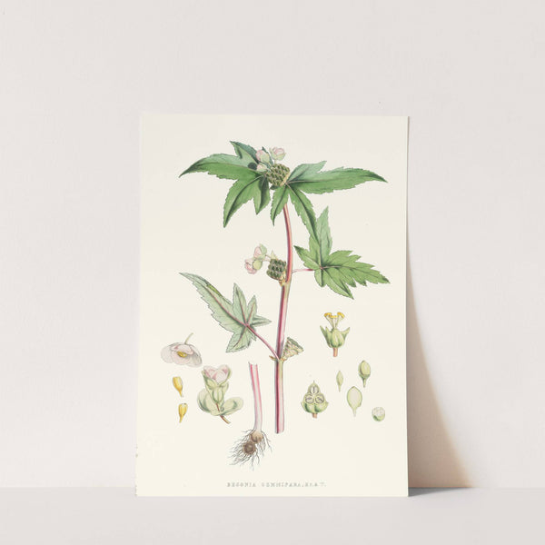 Begonia Gemmipara, H.f. et T. (1855) by Walter Hood Fitch