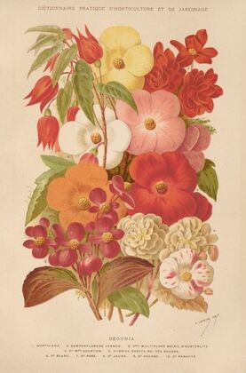 Begonia (1893)