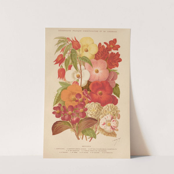 Begonia (1893) by George Nicholson