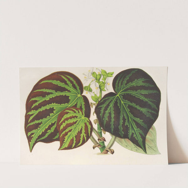 Bégonia imperialis (type} by Charles Antoine Lemaire