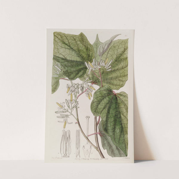 Begonia-leaved Marlea by Sydenham Edwards