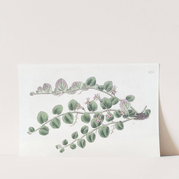 Begonia-leaved Pratia by Sydenham Edwards