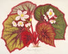 Begonia Leopoldi
