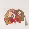 Begonia Leopoldi by Charles Antoine Lemaire