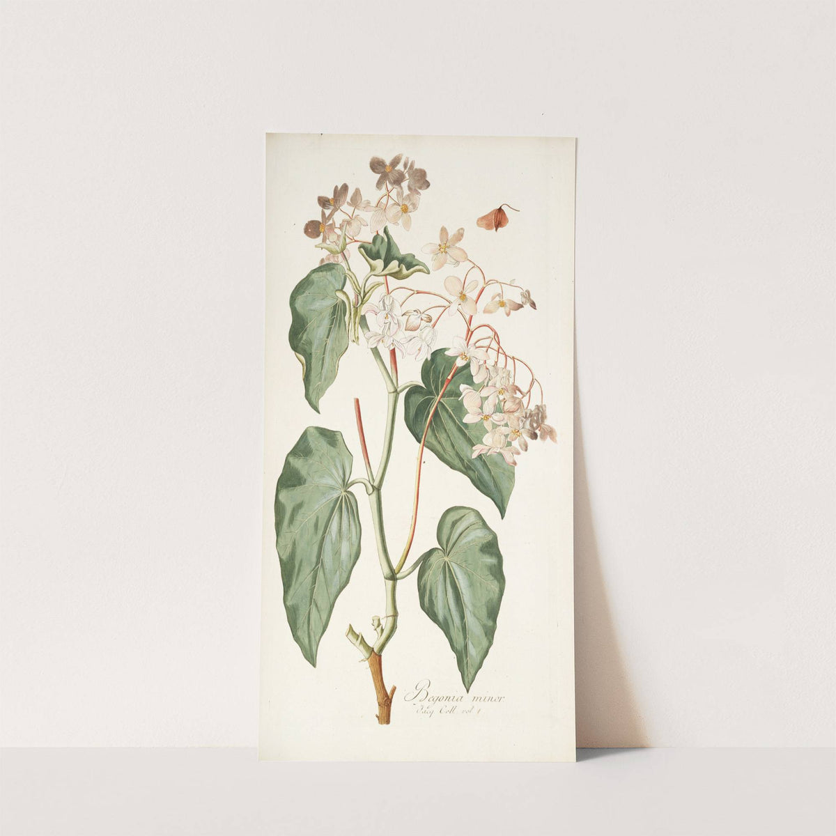 Begonia minor by Nikolaus Joseph Freiherr von Jacquin