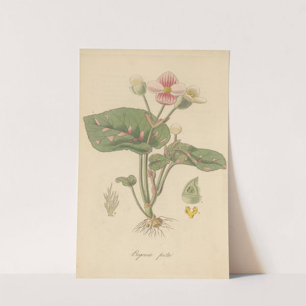 Begonia picta by William Jackson Hooker