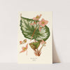 Begonia Rex (1896-1897) by Edward Step