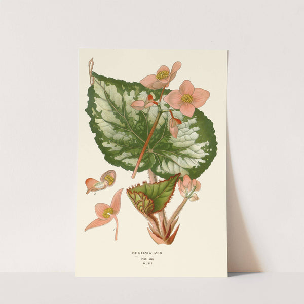 Begonia Rex (1896-1897) by Edward Step