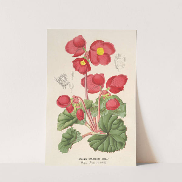 Begonia rosæflora by Charles Antoine Lemaire