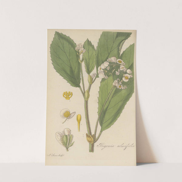 Begonia ulmifolia by William Jackson Hooker