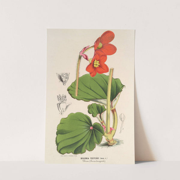 Begonia Veitchii by Charles Antoine Lemaire