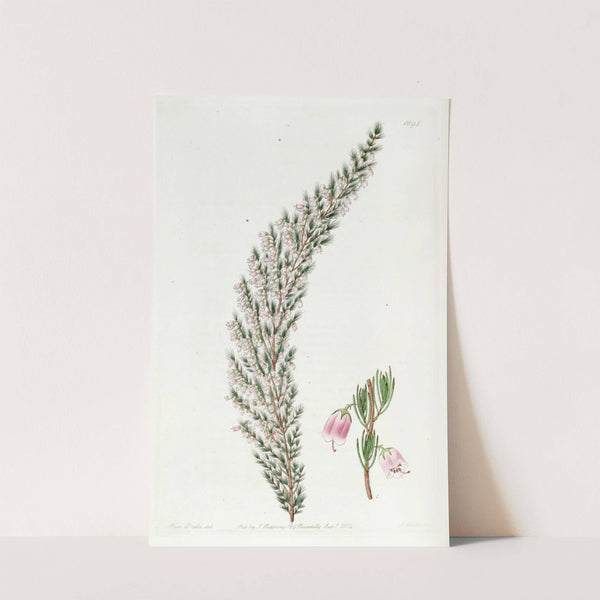 Bell-bearing Heath by Sydenham Edwards