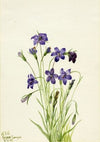 Crowberry. Empetrum nigrum (1925)
