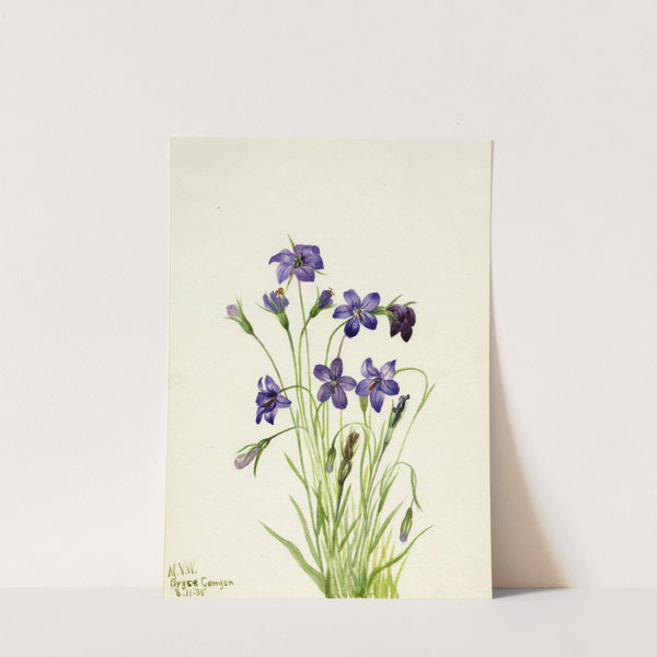 Bellflower (Campanula) (1935) by Mary Vaux Walcott