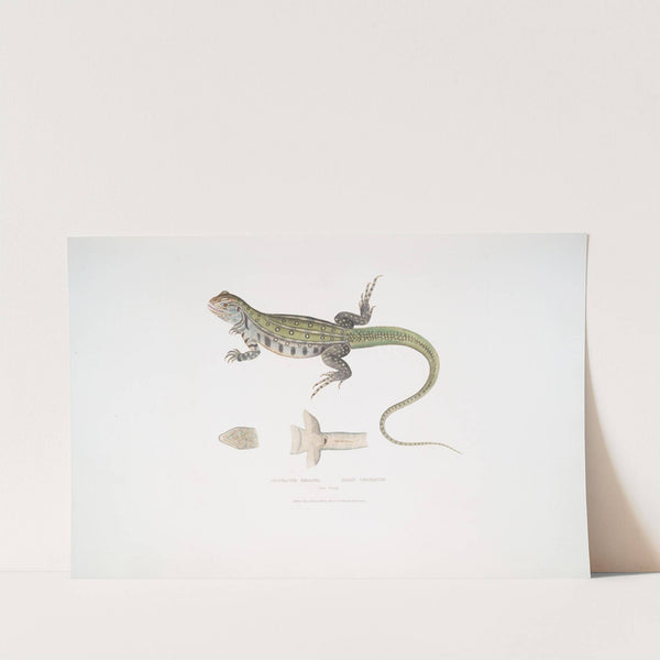 Bell's Uromastix, Uromastix Bellii. From Penang. by John Edward Gray