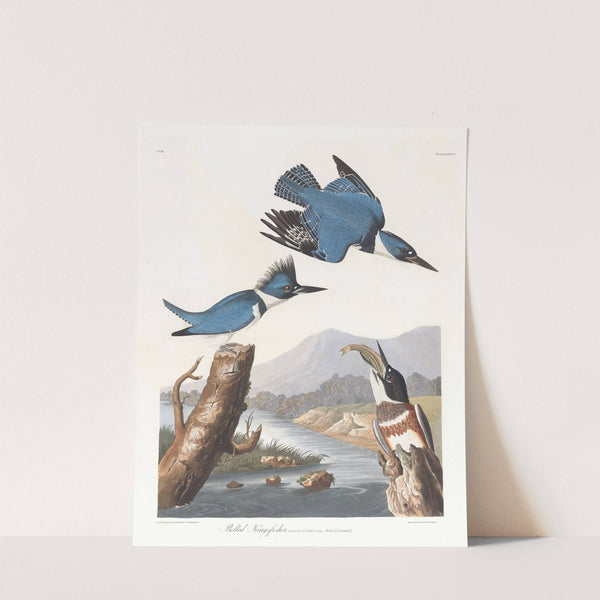 Belted kingfisher by John James Audubon