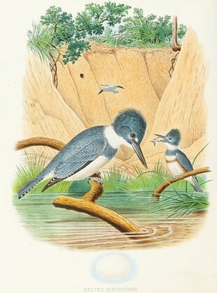 Belted Kingfisher