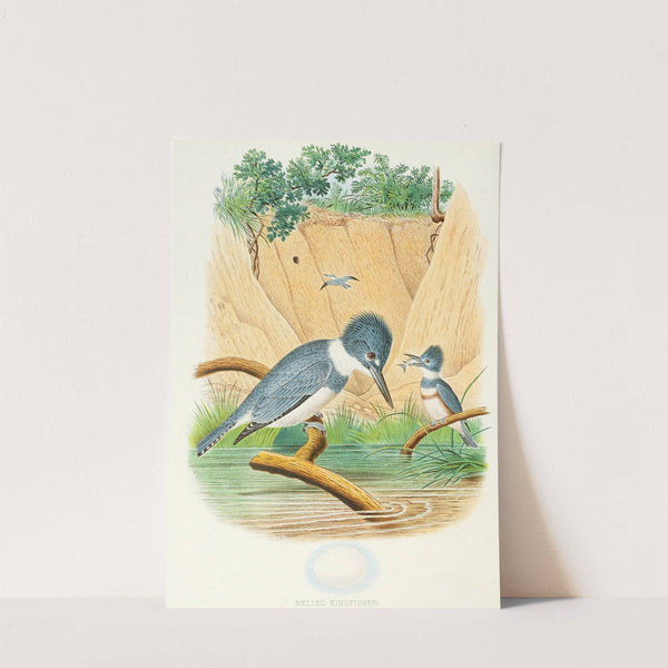 Belted Kingfisher (1882) by Edwin L. Sheppard