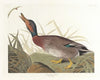 Bemaculated duck