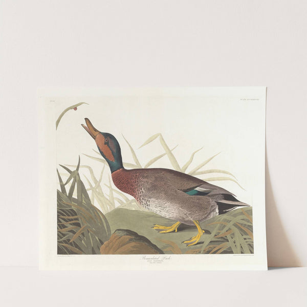 Bemaculated duck by John James Audubon