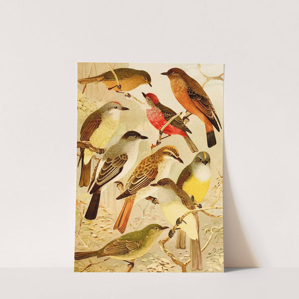 Bemtevís by Emil August Göldi