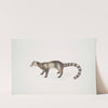 Bengal Civet, Viverra Bengalensis. by John Edward Gray