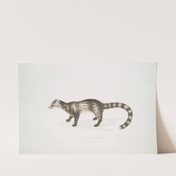 Bengal Civet, Viverra Bengalensis. by John Edward Gray