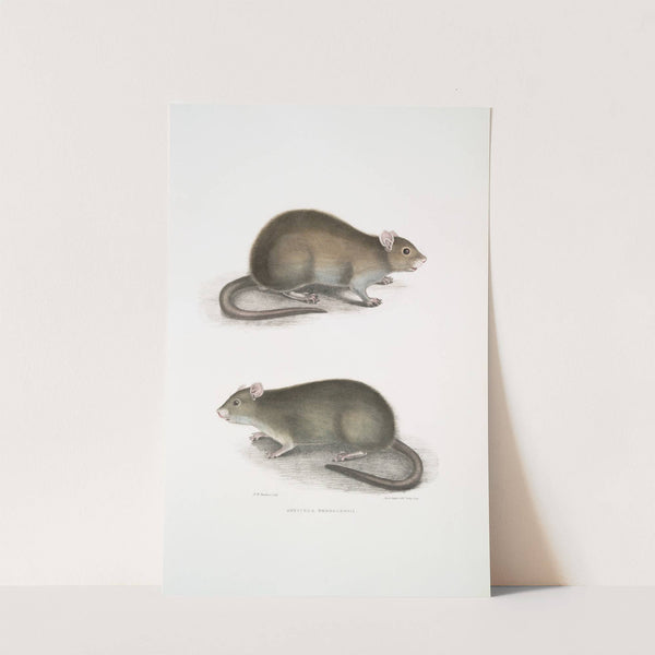 Bengal Field Rat, Arvicola Bengalensis. by John Edward Gray