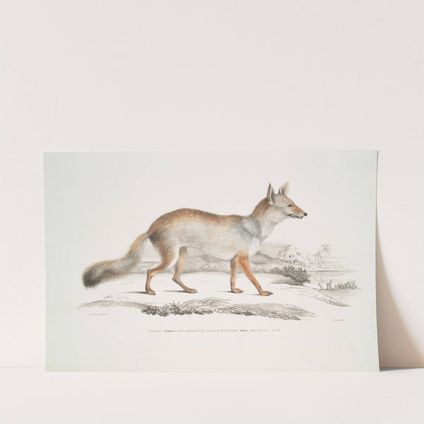 Bengal Fox, Canis (Vulpes) Bengalensis, Canis Kokree. (1830-1834) by John Edward Gray