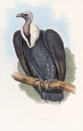 Bengal Vulture