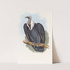 Bengal Vulture by John Gould
