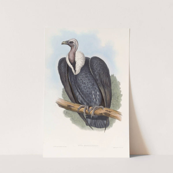 Bengal Vulture by John Gould