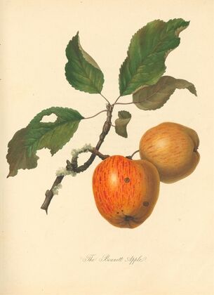 Bennett Apple