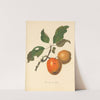 Bennett Apple by Thomas Andrew Knight