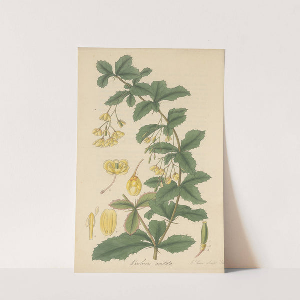 Berberis aristata by William Jackson Hooker