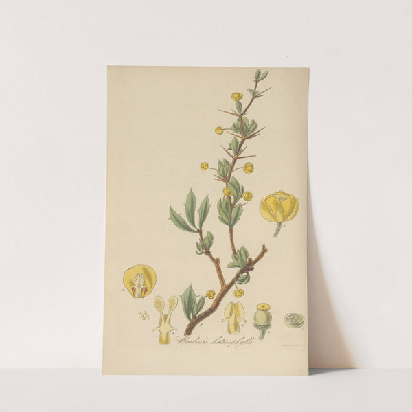 Berberis heterophylla by William Jackson Hooker