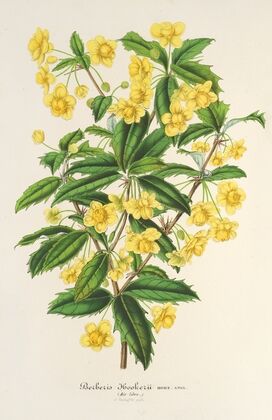 Berberis Hookerii