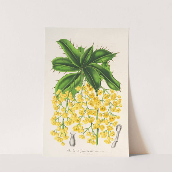 Berberis Jamesonii by Charles Antoine Lemaire