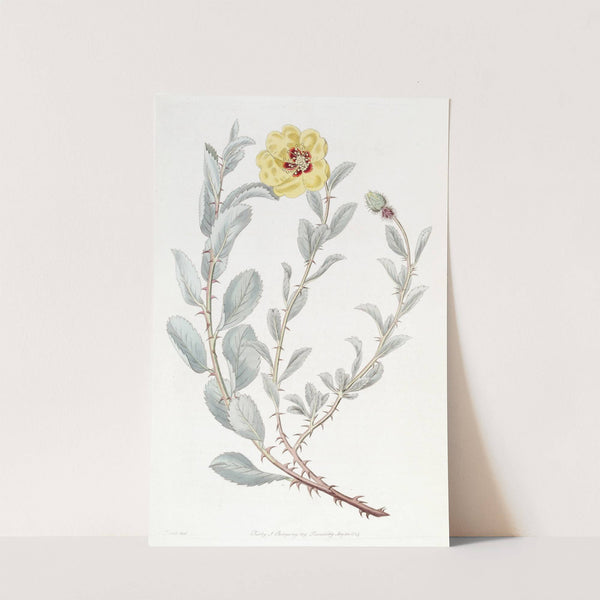 Berberry-leaved Lowea by Sydenham Edwards